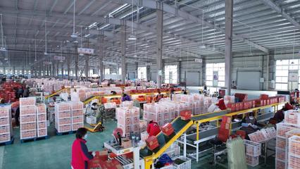 农业农村部领导深入辰颐物语秭归产业园调研，共绘农产品高质量发展新蓝图